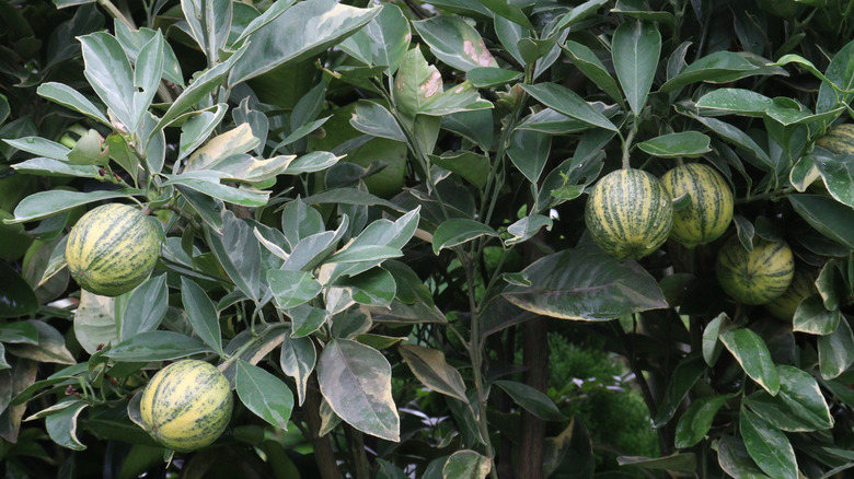 A close up to a Pink Eureka lemon fruits brush
