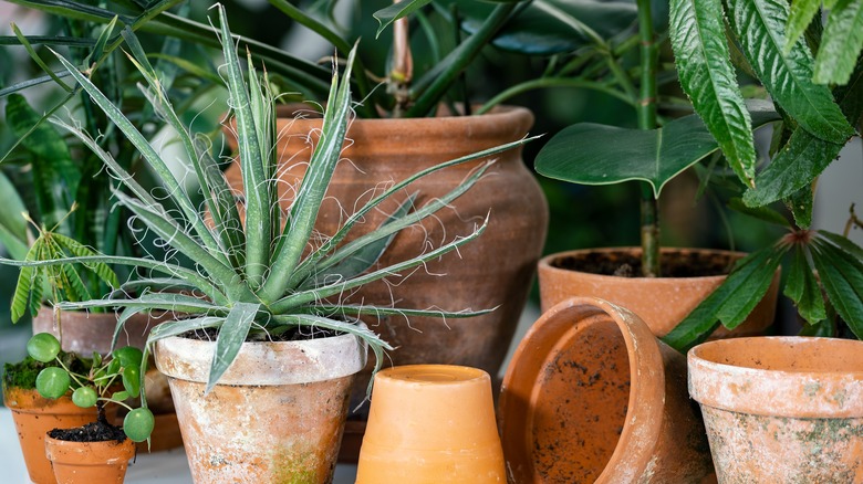 Many plants with terracotta pots