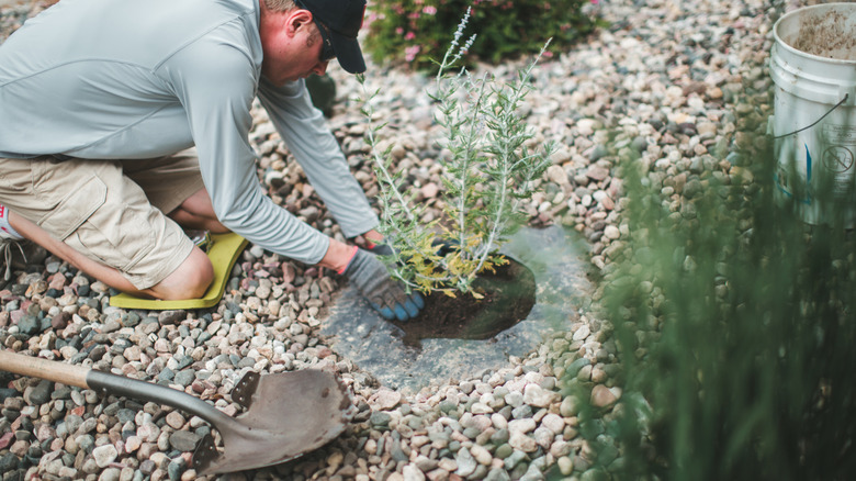 Man planting with shovel