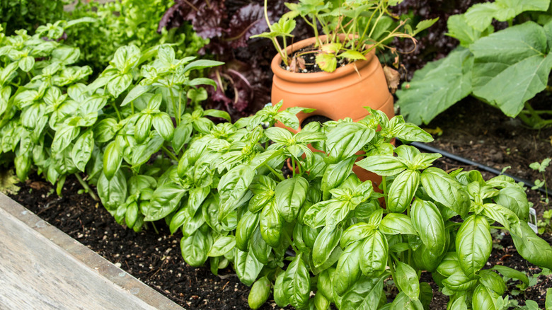 Basil growing in garden planter.
