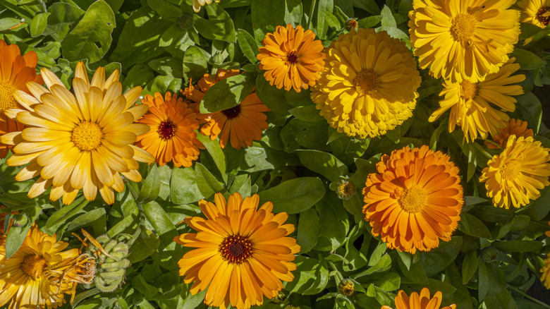 Orange and yellow calendula flowers in garden.