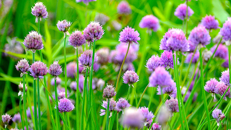 Chives with violet flowers in garden.