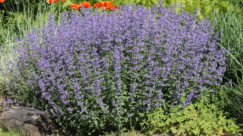 Flowering catmint with purple blooms in garden.