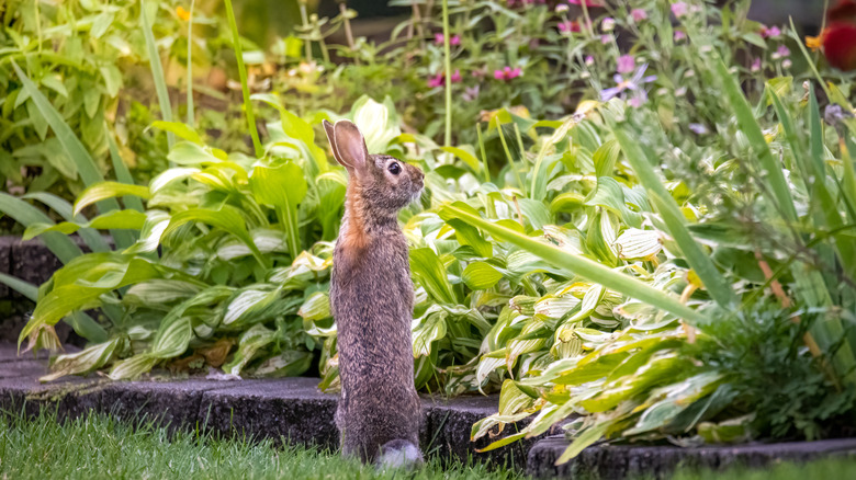 Rabbit standing on hind legs near garden.