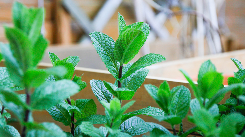 Mint plants in container.