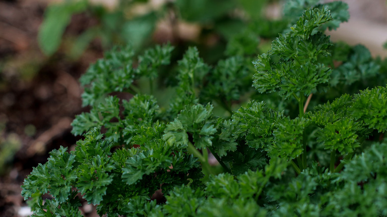 Curly parsley in garden.