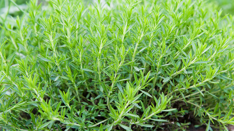 Tarrgon plant in garden.