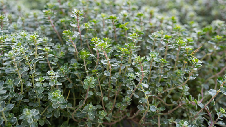 Thyme growing in garden.