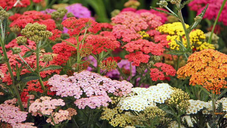 Mixed colors of yarrow plants in garden.