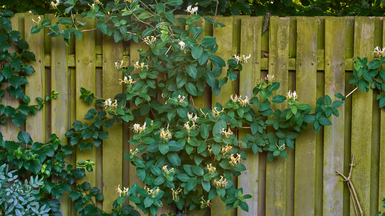 Honeysuckle vine growing on a wood fence
