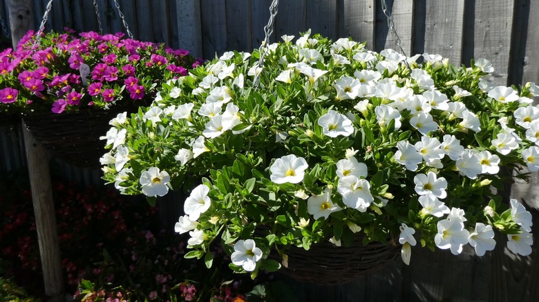 Flowers in pots hanging on a fence