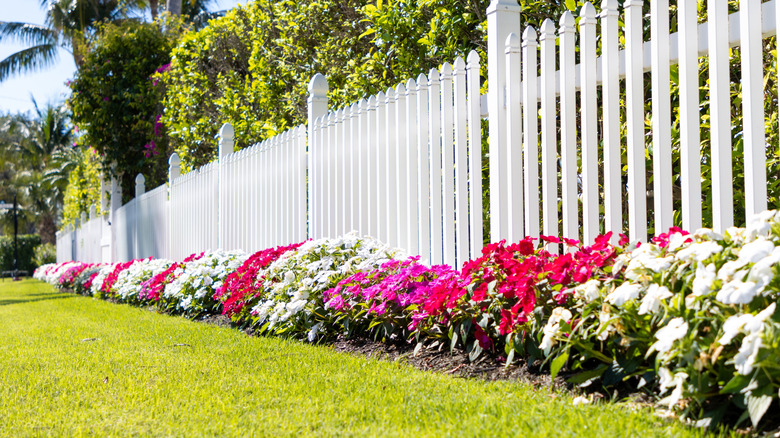 A white fence with pink and white flowers growing in a flowerbed in front of it