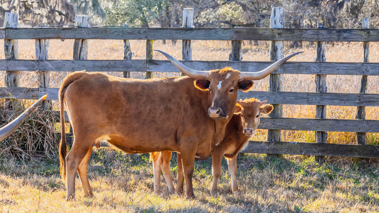 Longhorn in front of wooden fence