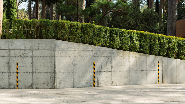 Modern concrete retaining wall with trimmed green hedge and safety posts stands in a pine forest