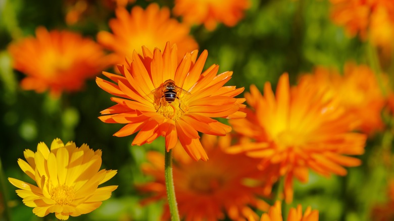 calendula close-up with a bee