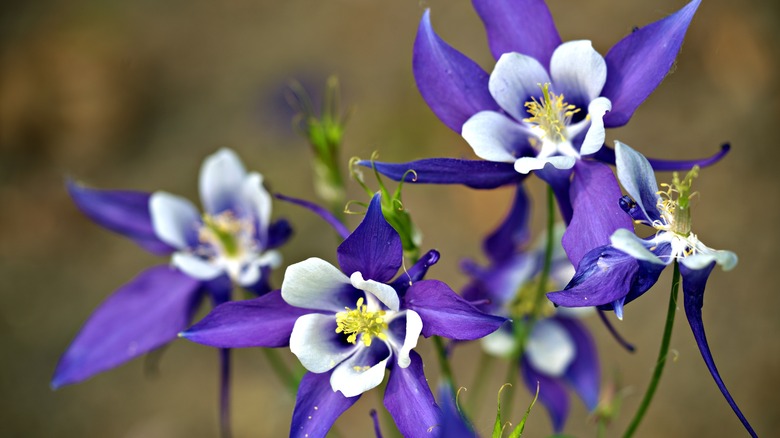 purple and white columbines