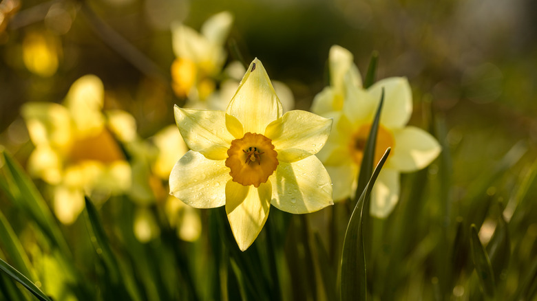 yellow daffodils