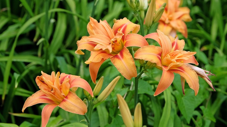 orange daylillies