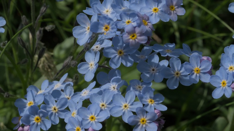 forget-me-nots in a garden
