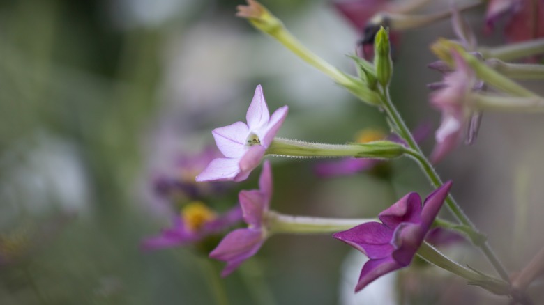 close up of the jasmine tobacco flower