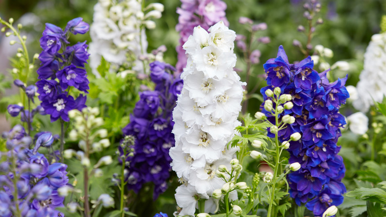 purple and white larkspur