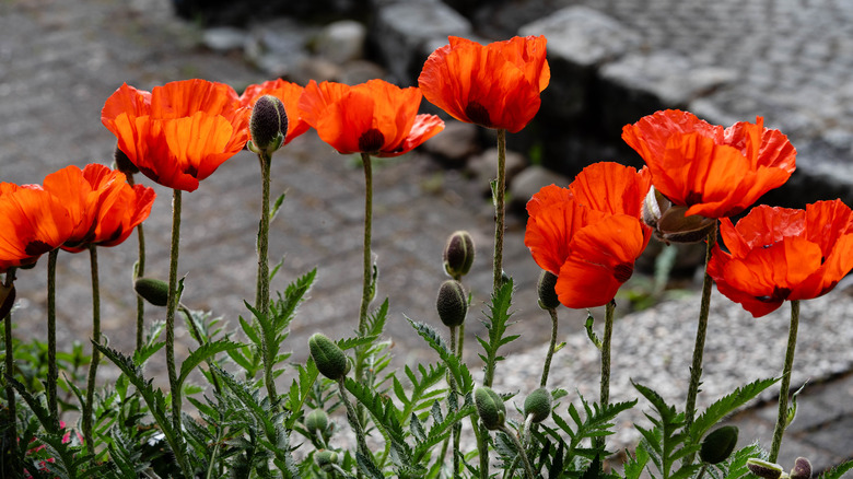 close up of long poppy stocks and blooms