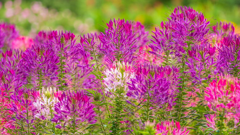 cluster of pink Cleome hassleriana blooms