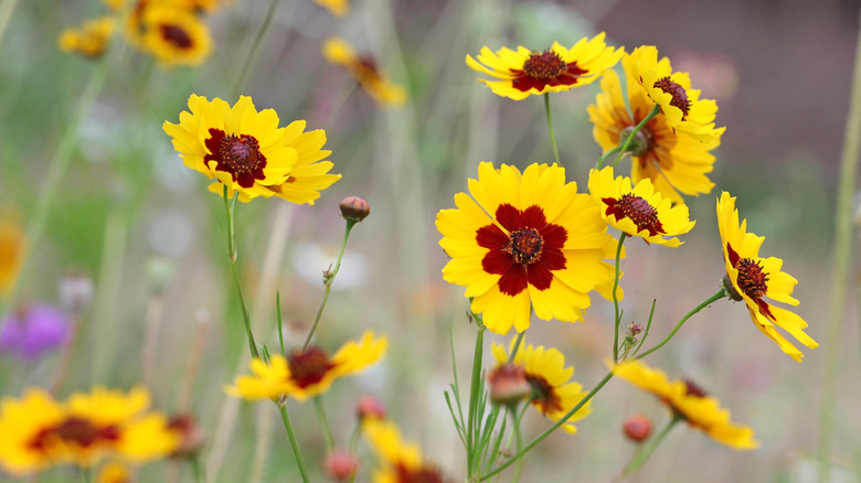 yellow and red tickseeds