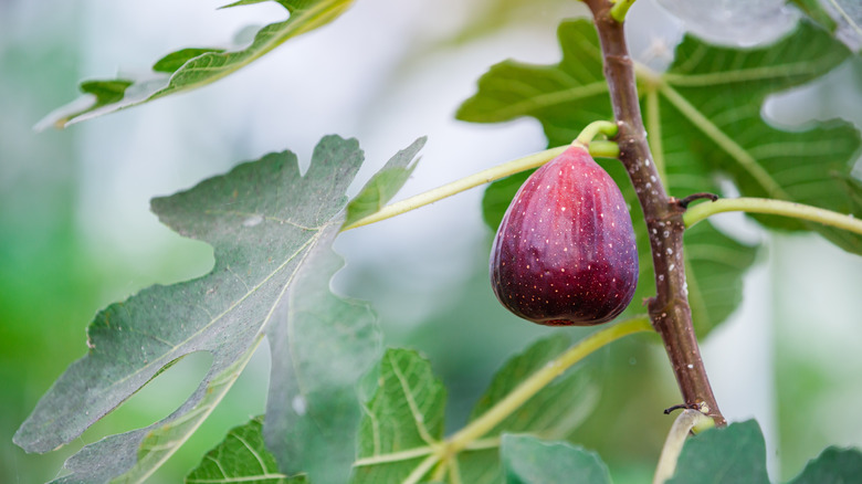 A close-up of a fig fruit growing on tree branch