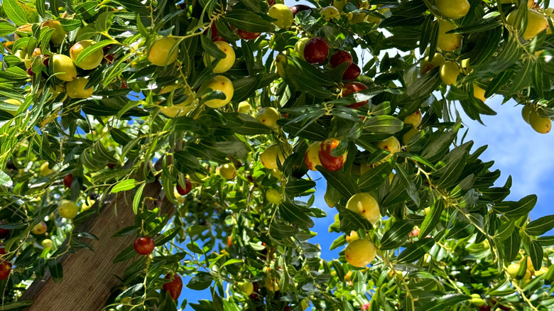 Jujubes fruits growing on jujube tree