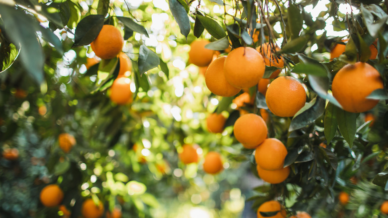 Mandarin oranges growing on tree