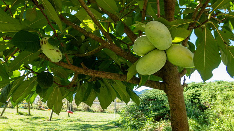 Green pawpaw fruits on tree