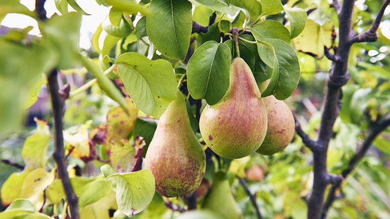 Close-up of pear fruits hanging off branches
