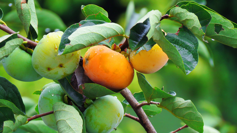 Unripe and ripe persimmons growing on tree branch