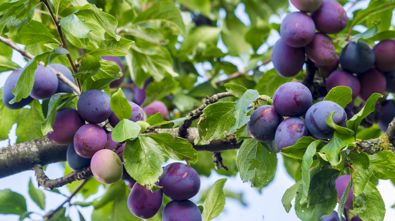 Ripe plums growing on tree branch