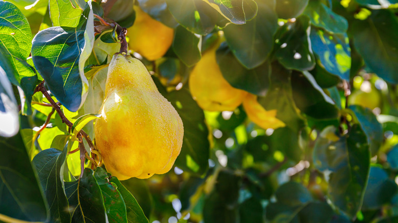 A close-up of a yellow quince fruit on tree