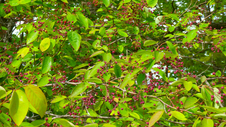 Red berries on a serviceberry tree