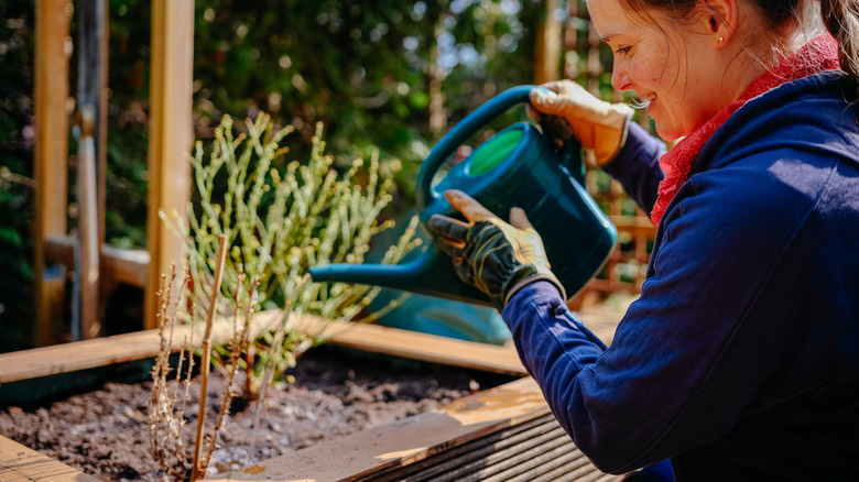 Person watering young blueberry bush