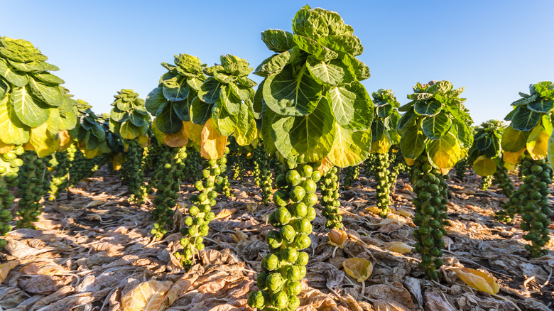 Brussels sprout plants growing in field