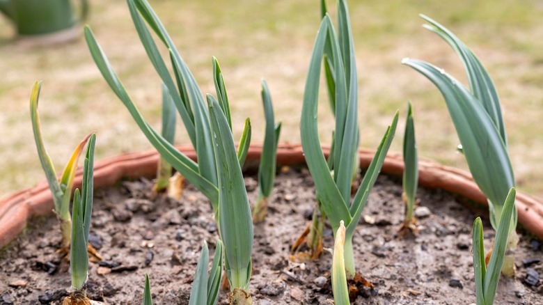 new garlic growing outside in a pot