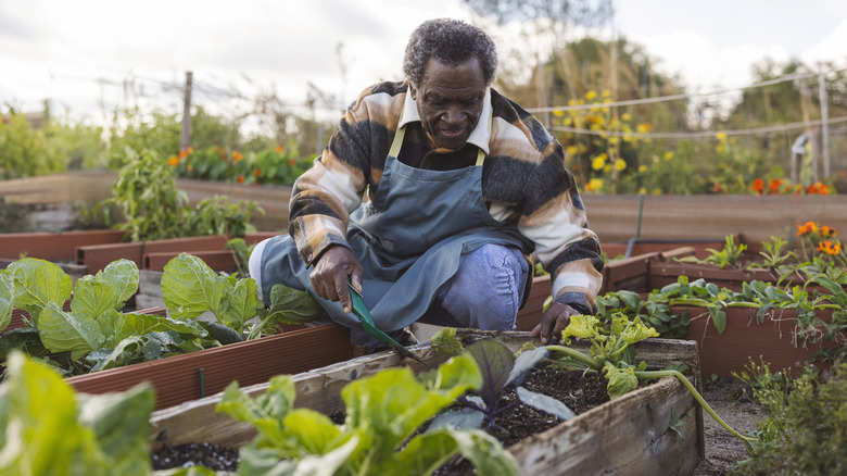 Person tending to lettuce in raised garden bed