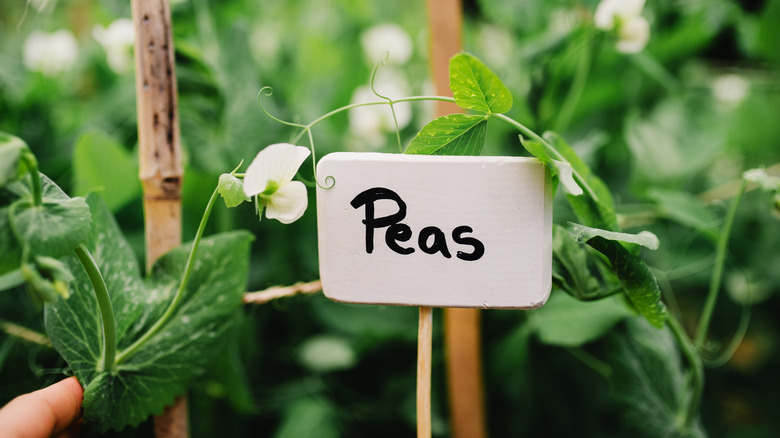 flowers on a pea plant