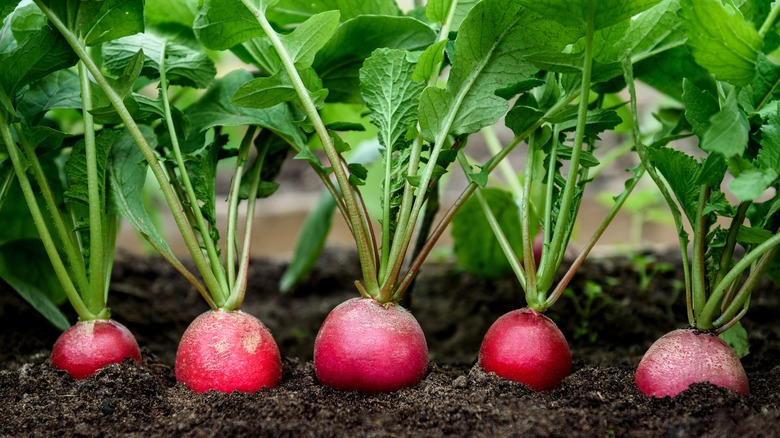 red radishes poking out of the dirt