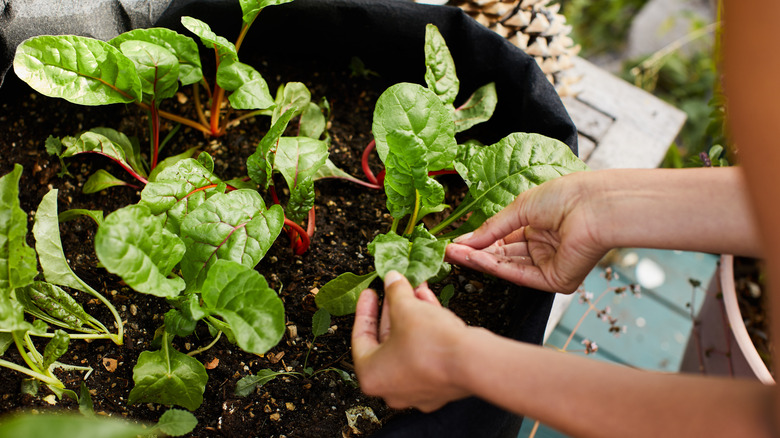 Person examining spinach leaves