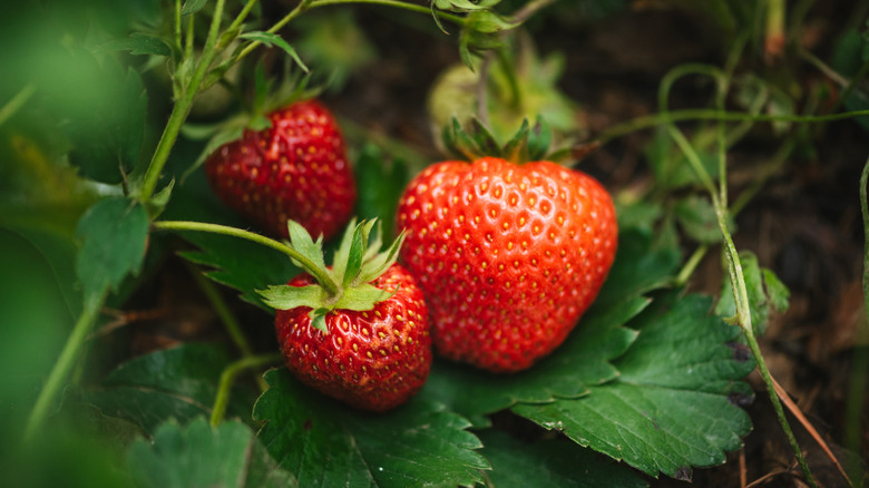 close up of fruit on a strawberry plant