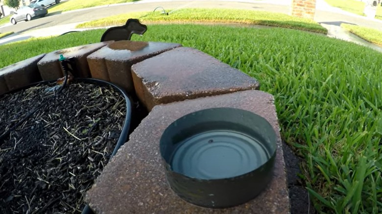 A tuna can holds a bit of water from a yard's sprinkler system.