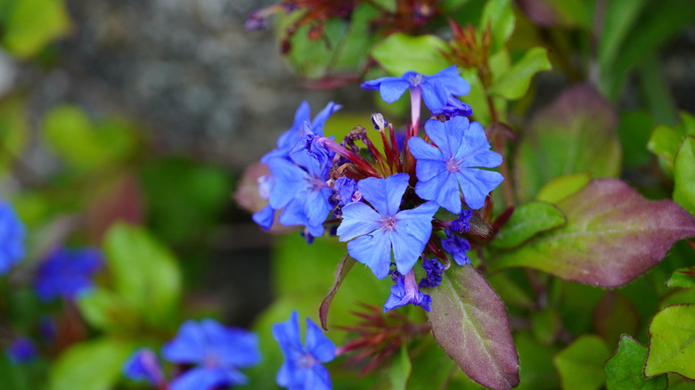 close up of a blue leadwood bloom