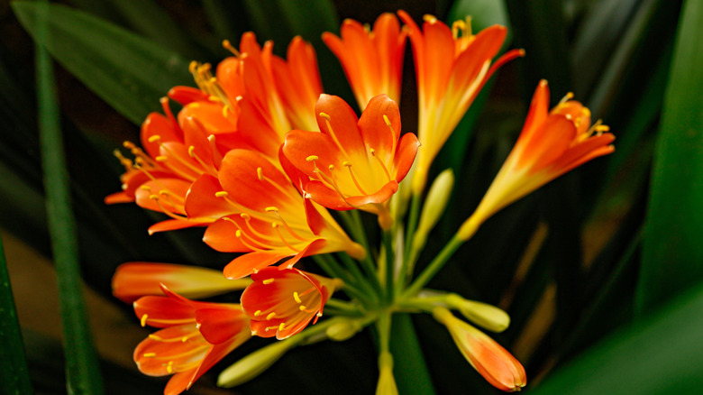 close up of kaffir lily