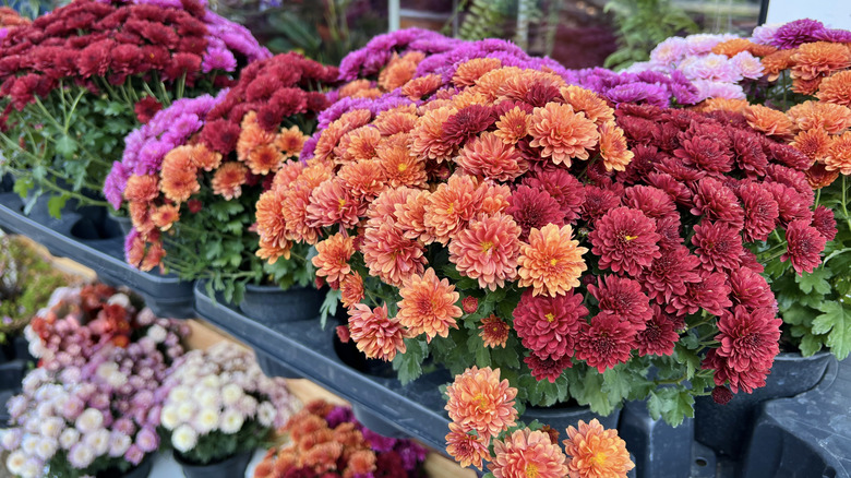 mums in containers