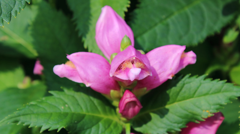 close up of a pink turtlehead